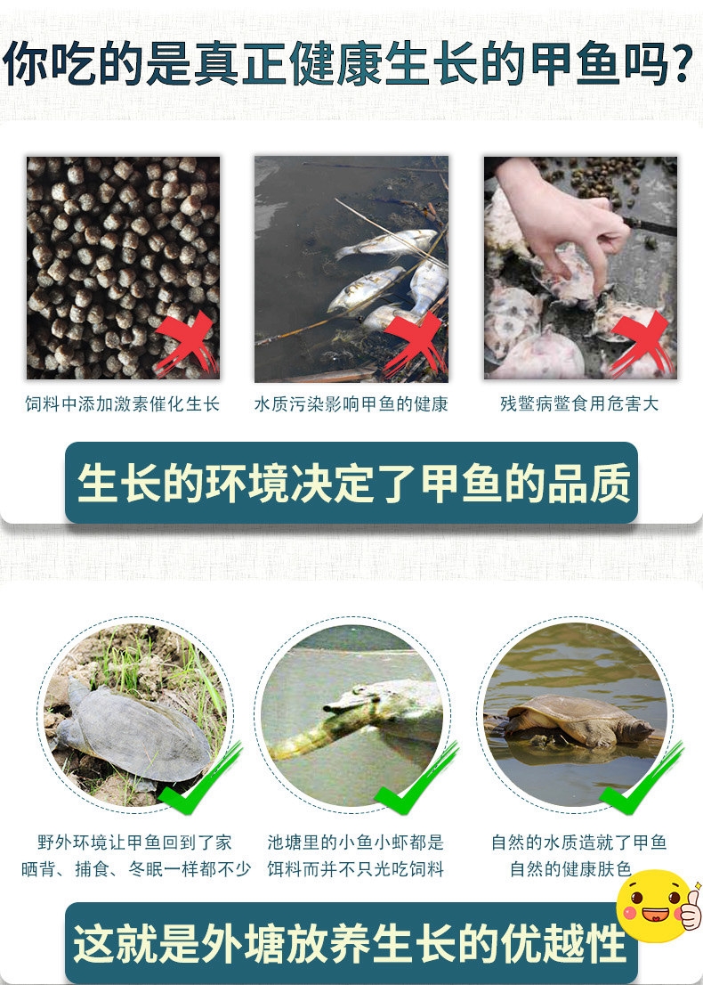 外塘甲鱼  2斤-2.3斤一只公甲鱼外塘生态黄油甲鱼活体青黄背甲鱼