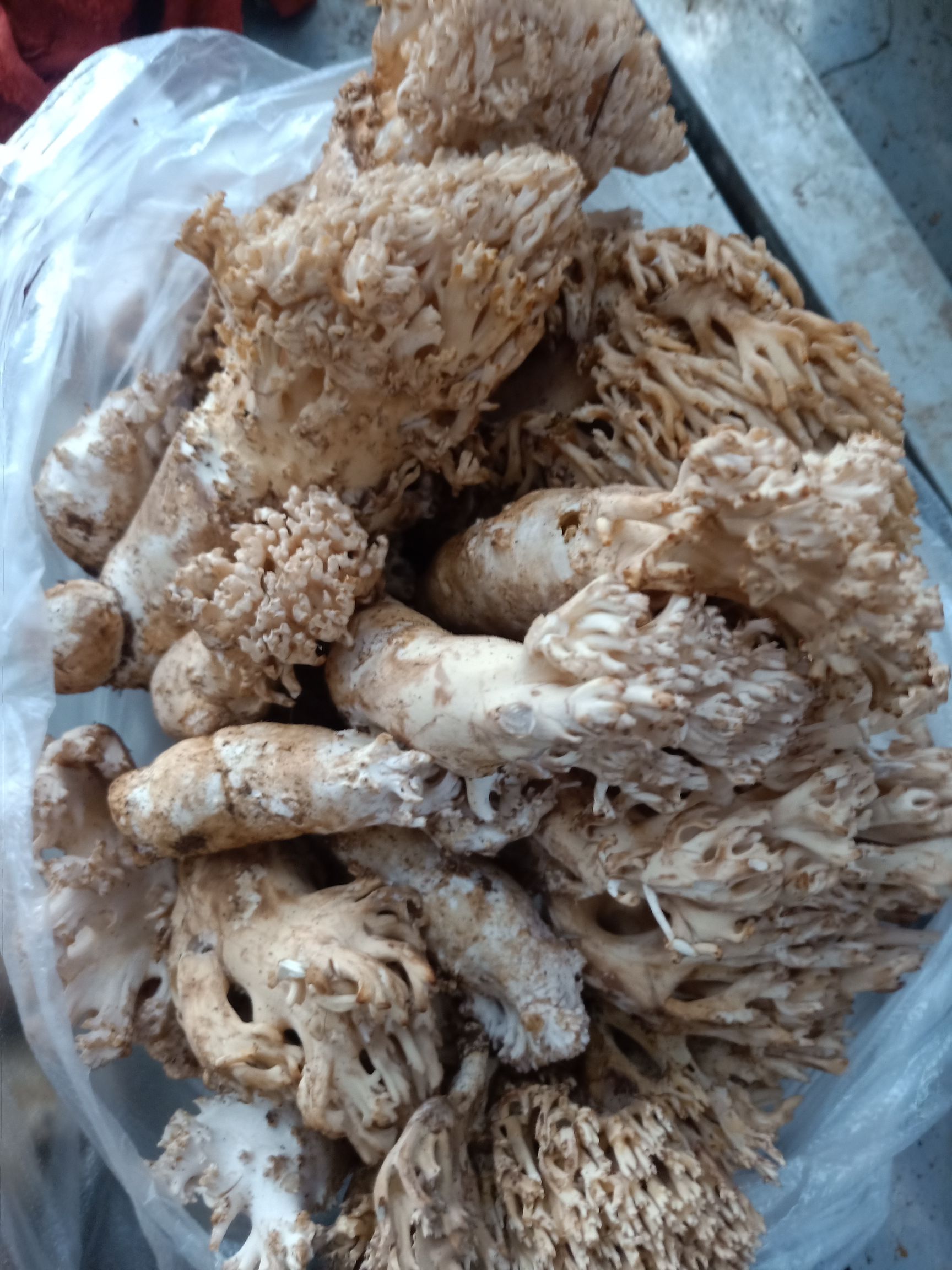 掃把菇  云南普洱掃把菌_鮮貨