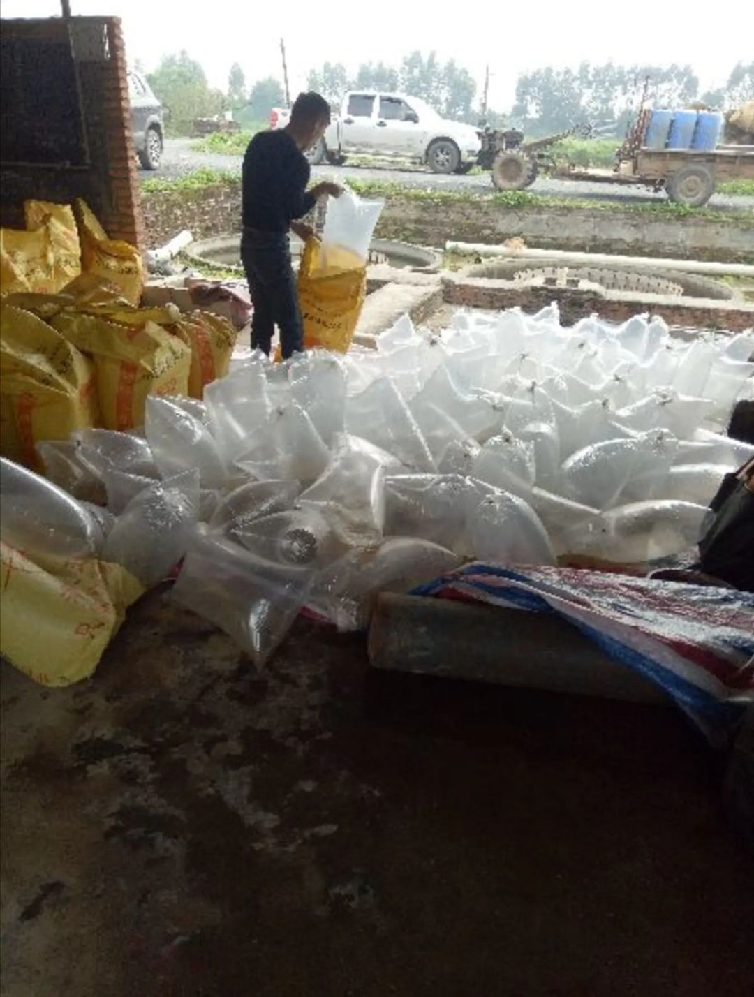 钳鱼苗  大量供应凌鱼，草鱼，罗非鱼，鲢鱼，各种鱼苗优质良种水花苗。