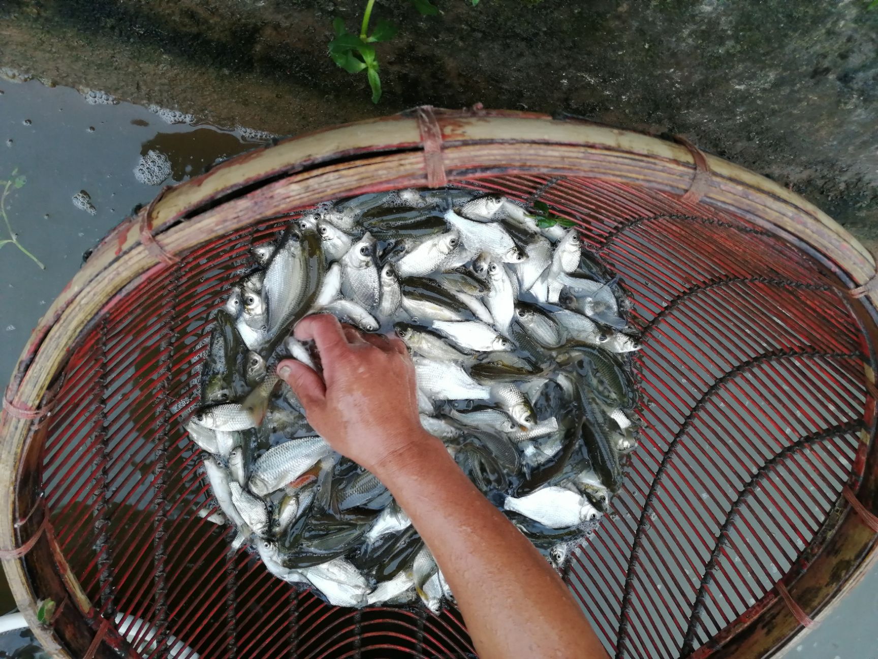 花鲢鱼苗，大量现货