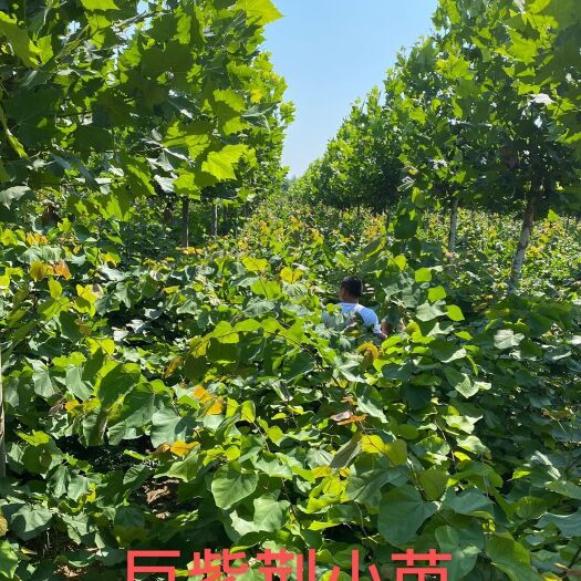 鄢陵县红花紫荆 