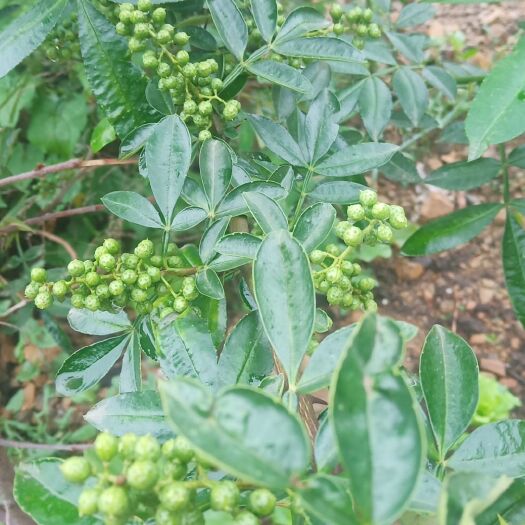 大姚县青花椒 一级 干花椒 