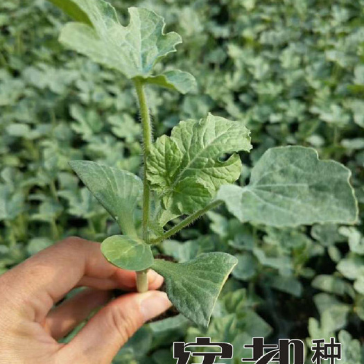 宿州供应微盟美都西瓜苗，嫁接美都西瓜苗，美都嫁接西瓜苗宿都种苗