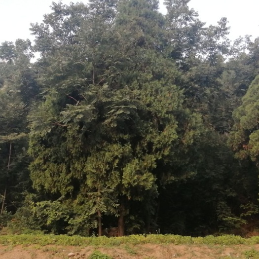 郧西县 柏树枝