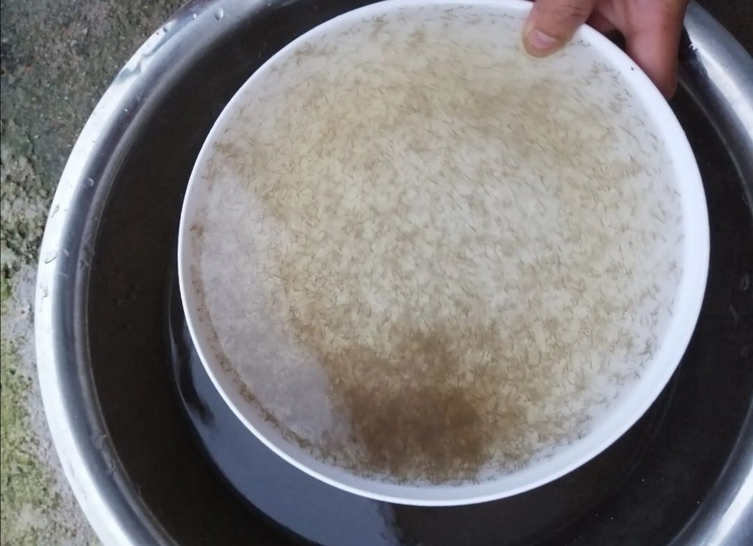 钳鱼苗  大量供应凌鱼，草鱼，罗非鱼，鲢鱼，各种鱼苗优质良种水花苗。
