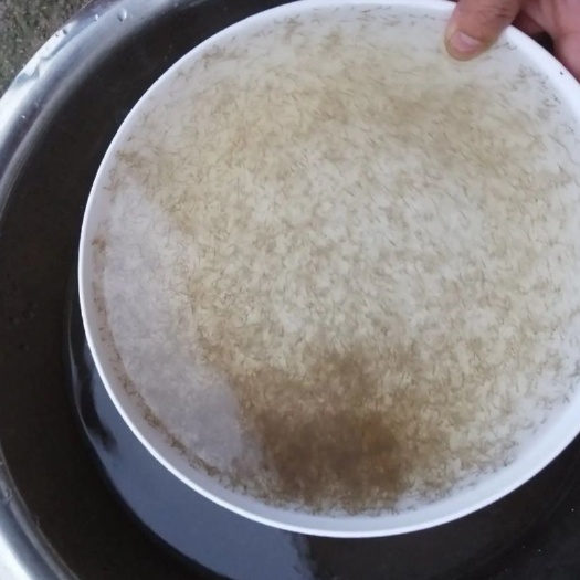 钳鱼苗  大量供应凌鱼，草鱼，罗非鱼，鲢鱼，各种鱼苗优质良种水花苗。