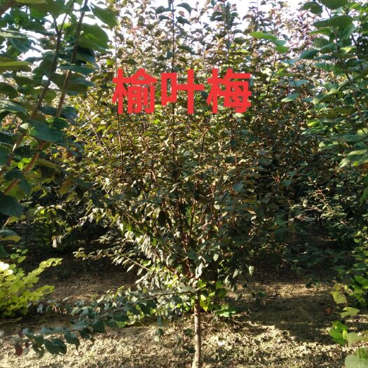 鄢陵县 巨紫荆，榆叶梅，红叶李