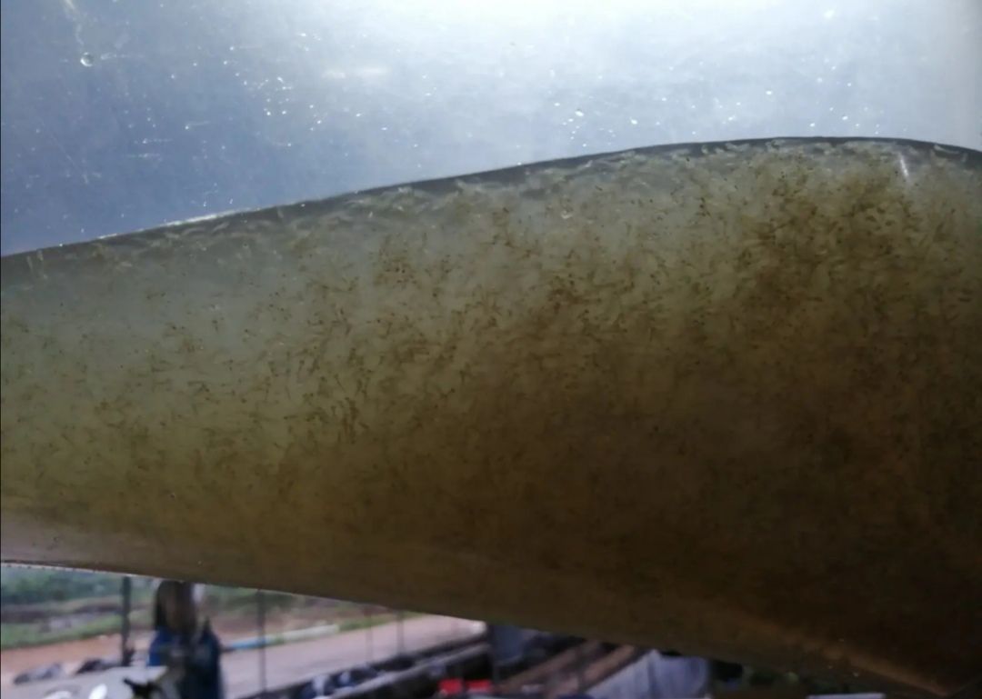 钳鱼苗  大量供应凌鱼，草鱼，罗非鱼，鲢鱼，各种鱼苗优质良种水花苗。