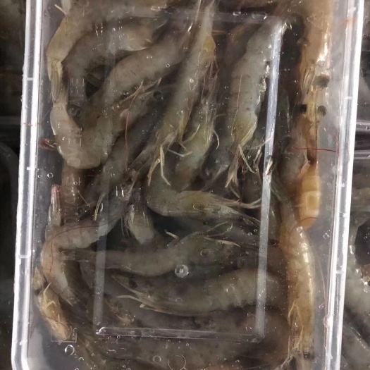 连云港 鲜活对虾，大明虾