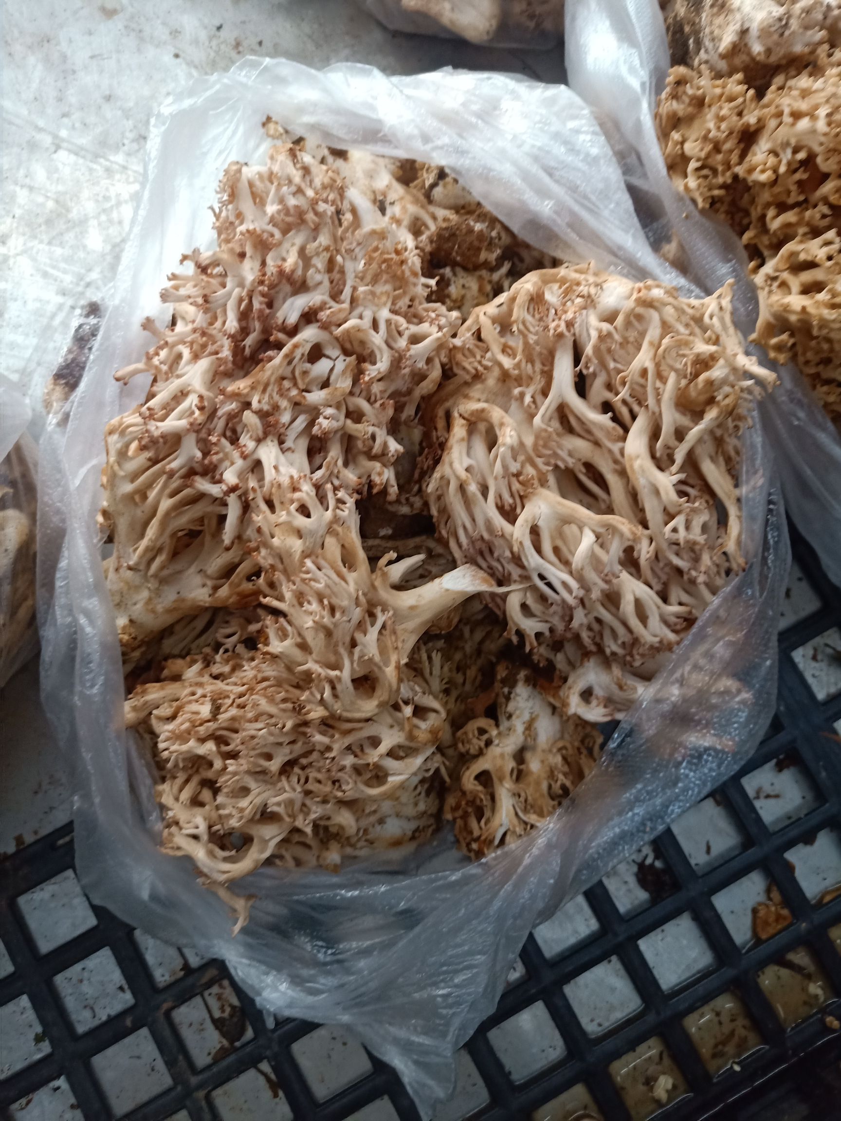 掃把菇  云南普洱掃把菌_鮮貨