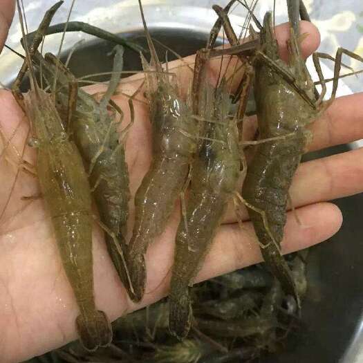 庐江县 河虾草虾白米虾小河虾大河虾青虾