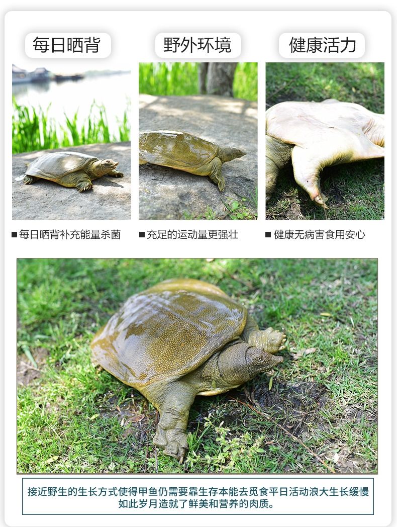 外塘甲鱼  2斤-2.3斤一只公甲鱼外塘生态黄油甲鱼活体青黄背甲鱼