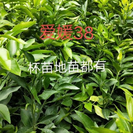 金堂县纽荷尔脐橙苗 批发各种柑橘果苗，苗子漂亮，粗壮，价格便宜，自产自销