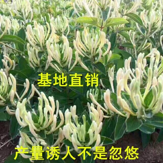 平邑县九丰1号金银花苗  金银花树苗四季做花白，黄，红色金银花沂蒙九丰一号正品包邮