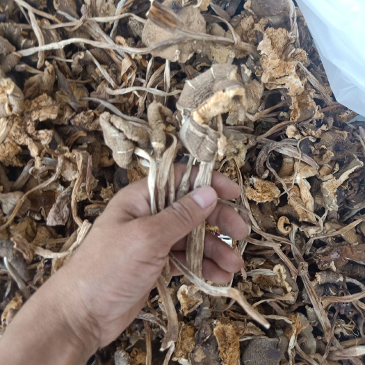 思茅云南普洱鸡枞菌_干货
