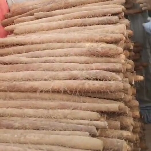 蠡县 白玉山药