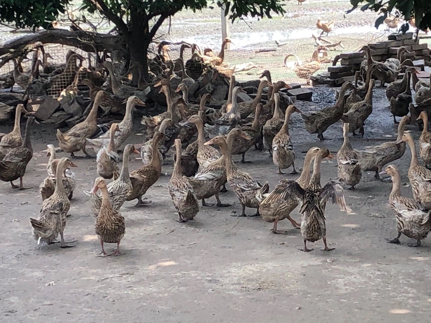  5000羽淘汰蛋鸭！均重3.1斤左右！
21元走车！