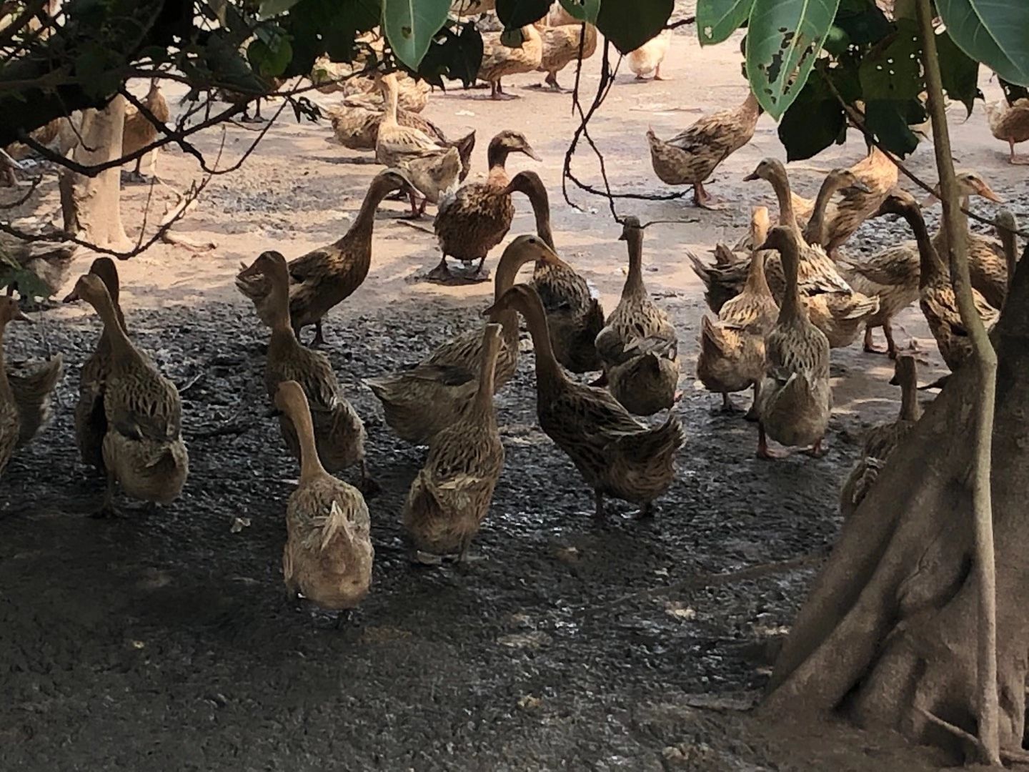  5000羽淘汰蛋鸭！均重3.1斤左右！
21元走车！