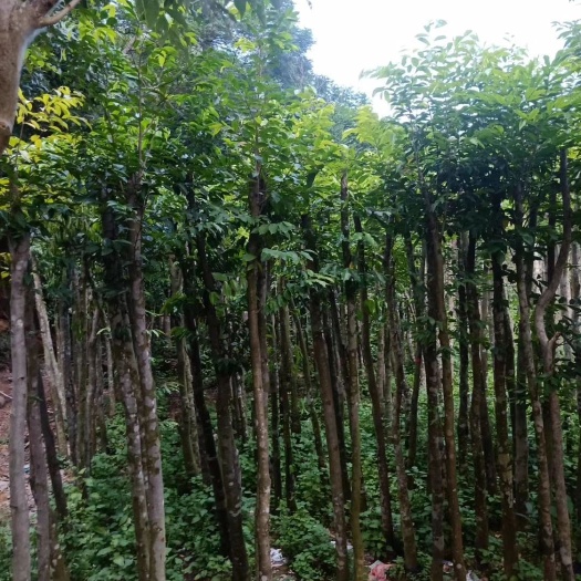 化州市奇楠沉香树