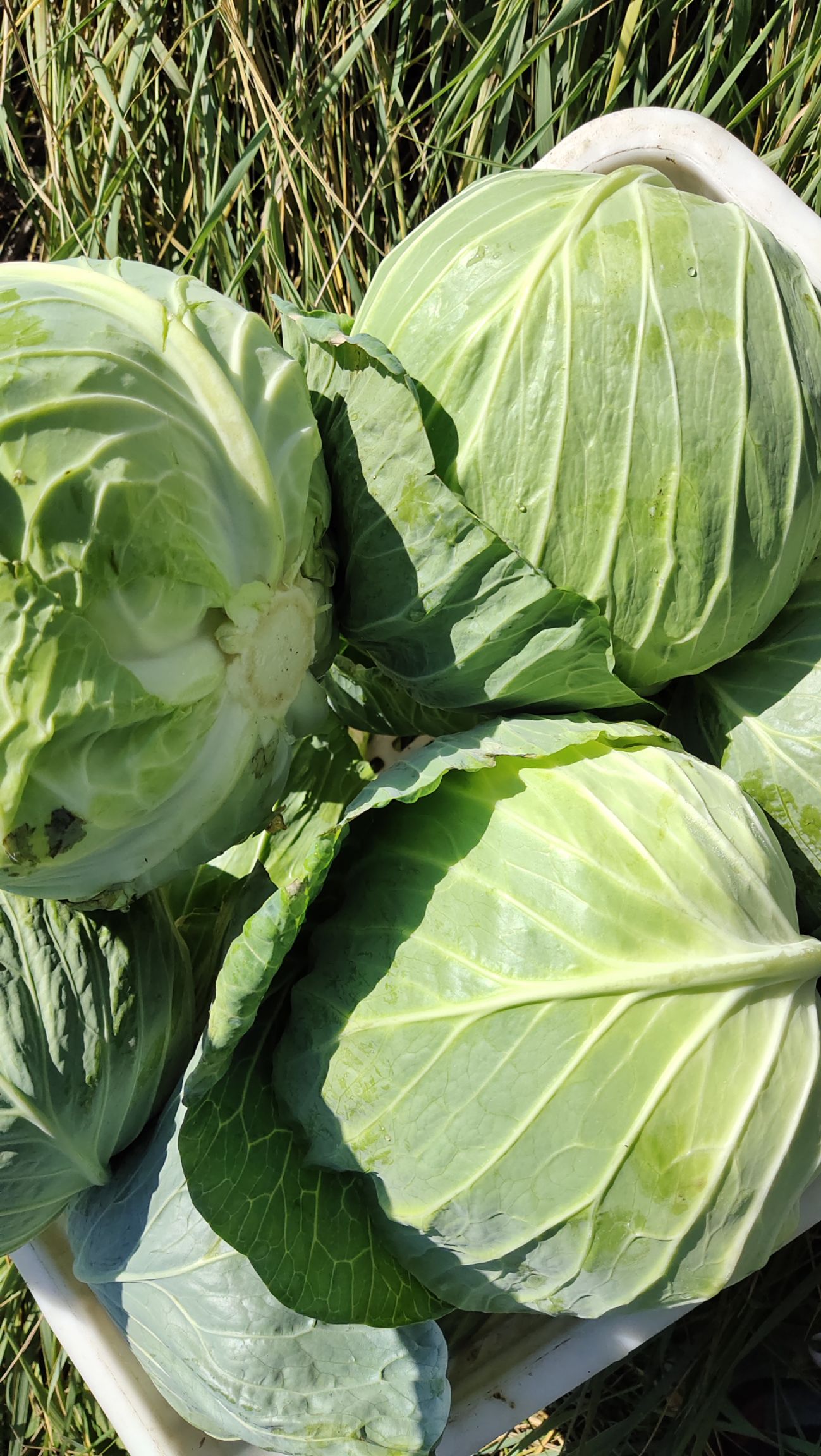 [绿包菜批发]绿包菜 圆白菜价格0.53元/斤 - 惠农网