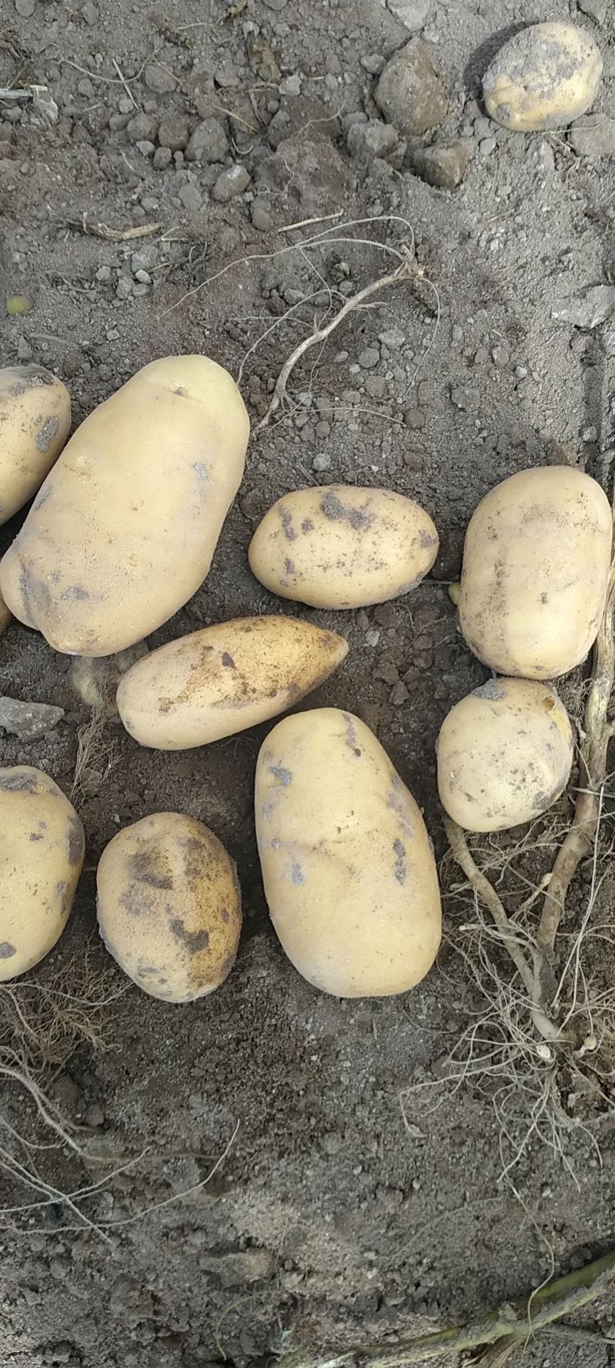 黄心土豆 黄皮黄心希森六号，商品薯，口感好不麻口