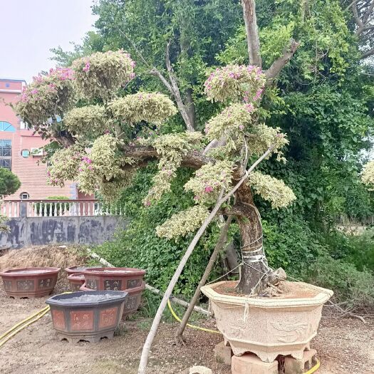 紫花三角梅 星光叶紫色花造型三角梅桩景，花叶紫色花造型三角梅