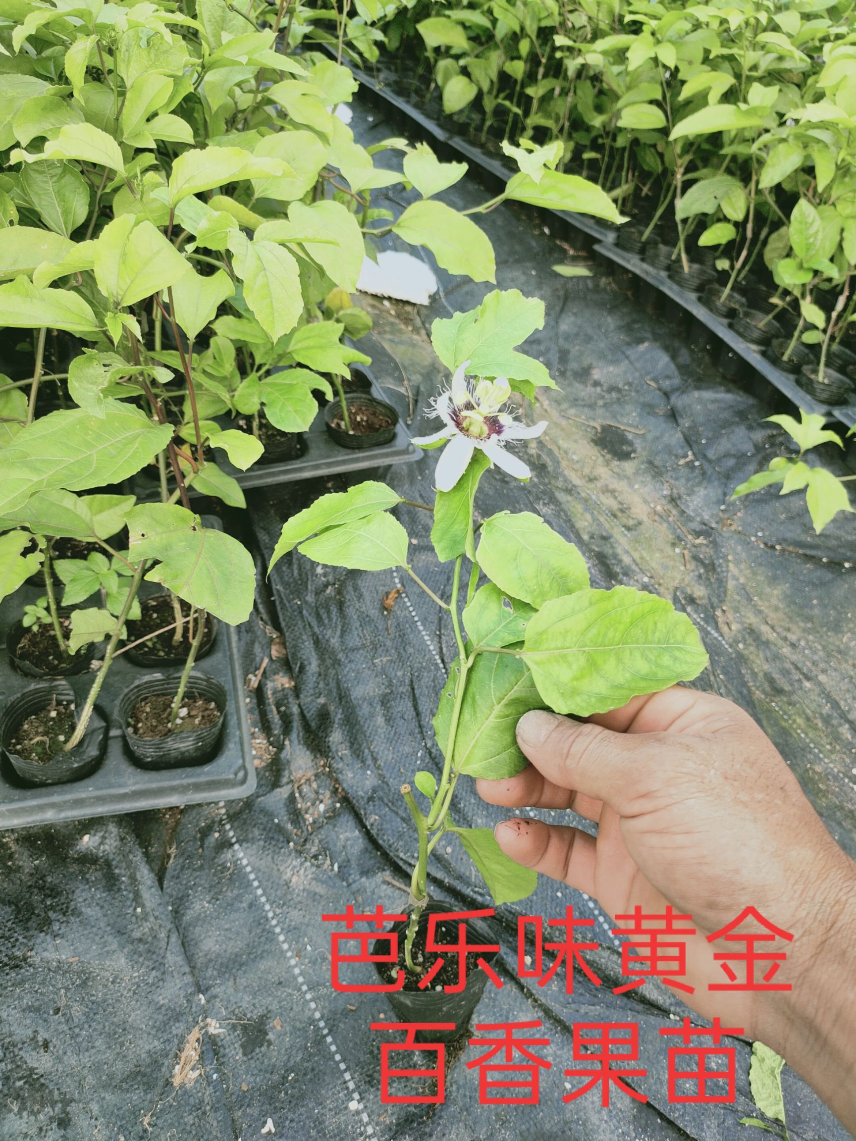 百香果苗  嫁接苗，黄金百香果苗，基地直发品质保证