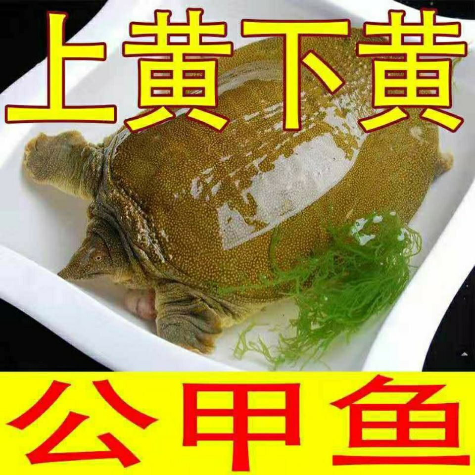 外塘甲鱼  2斤-2.3斤一只公甲鱼外塘生态黄油甲鱼活体青黄背甲鱼