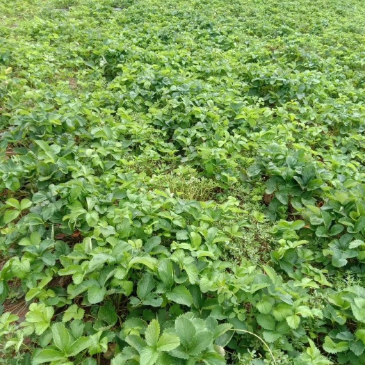 赤城县久香草莓苗 精品红颜种苗