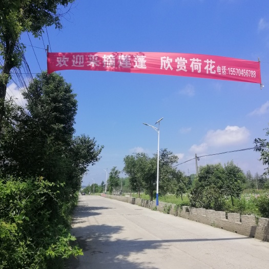 谷城县青莲子，青莲蓬，太空莲