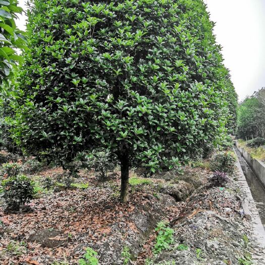 成都四季桂  桂花