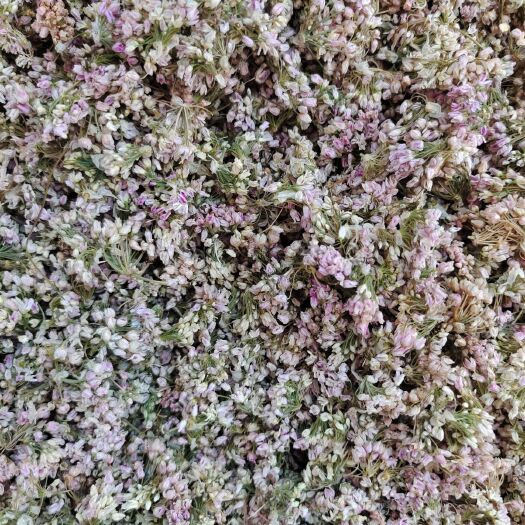 西宁麻麻花 摘蒙花 野葱花、泽蒙花、摘麻花新鲜靓丽气味浓郁