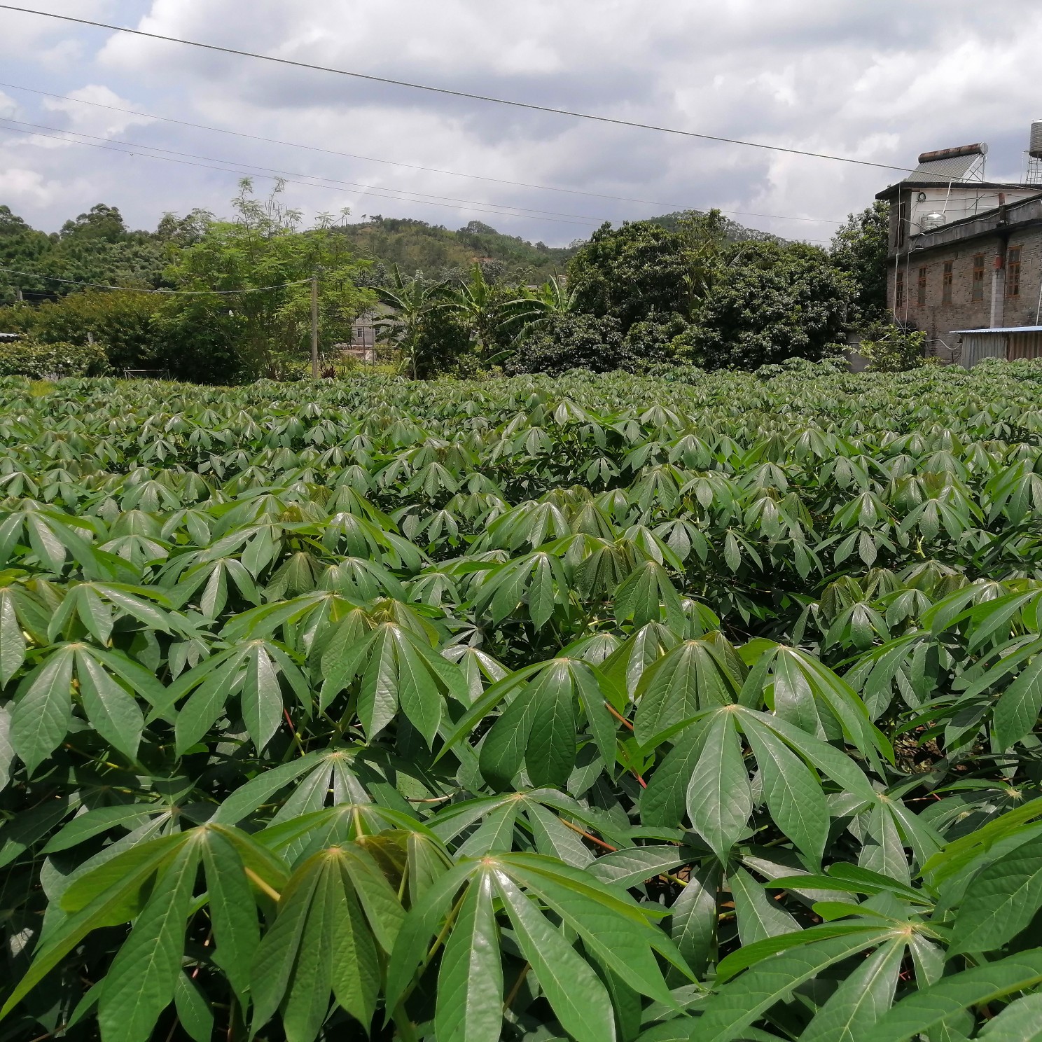 广西正黄心木薯黄肉面包木薯软糯弹牙自家种植精选发货支持批发