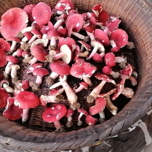 建宁县野生菌红菇