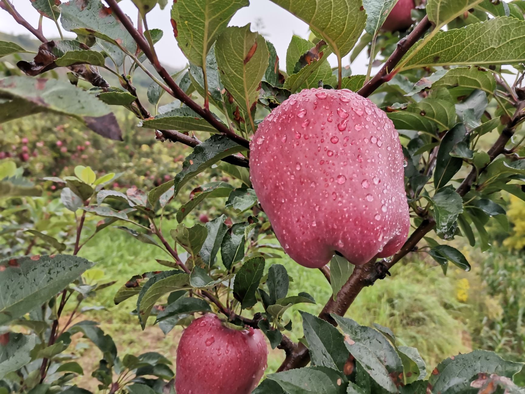 超红 甘肃花牛苹果，无公害，自家山地种植，每味可口