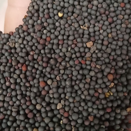 荆门油菜籽
