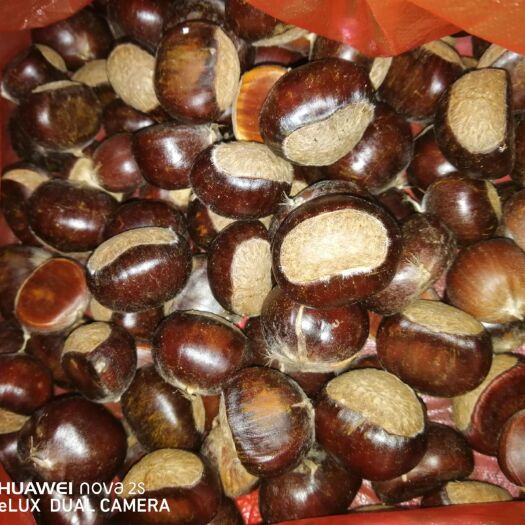 枣庄油栗 6-12个月 