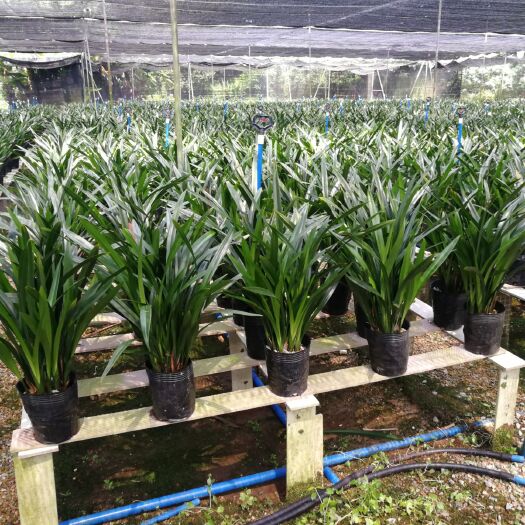 广州广州兰花墨兰企黑报岁兰花基地发货质量保证量大价格从优