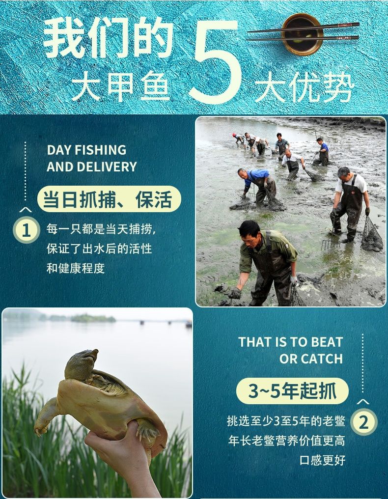 外塘甲鱼  2斤-2.3斤一只公甲鱼外塘生态黄油甲鱼活体青黄背甲鱼