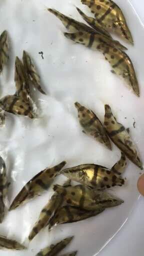 四会市鳜鱼苗 桂鱼苗 桂花鱼苗淡水翘嘴鳜鱼苗肉食性路亚季花