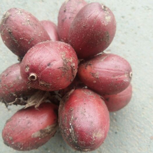 梁河县 生草果
