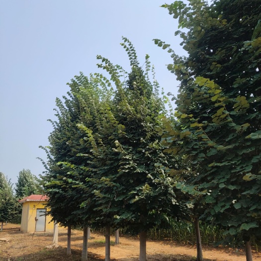 椴树  欧洲小叶椴绿塔：15公分