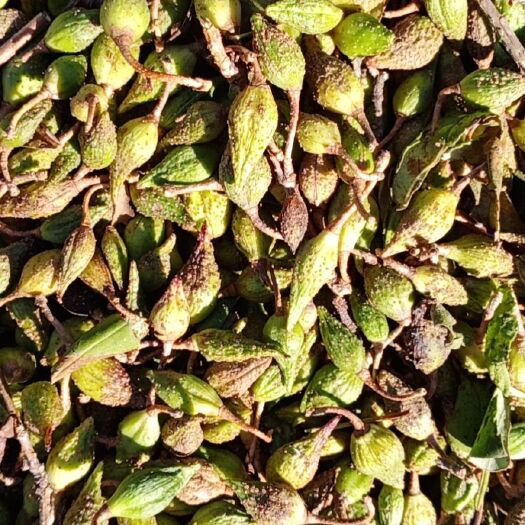 潼关县中药材山药 水煮青翘