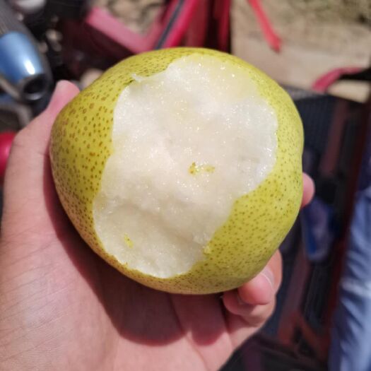 民权县酥梨  各大    无渣    包甜