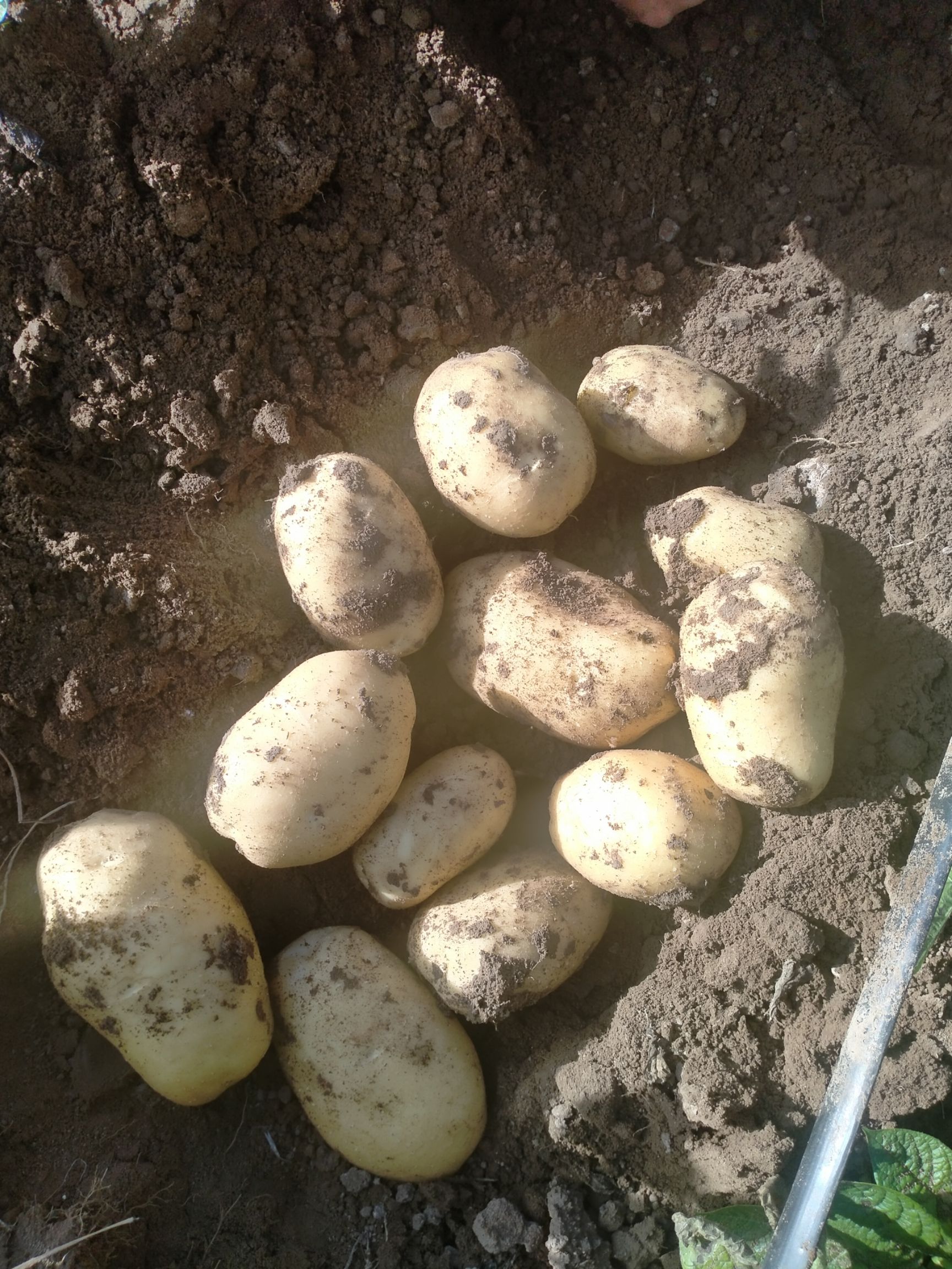 黄心土豆 黄皮黄心希森六号，商品薯，口感好不麻口