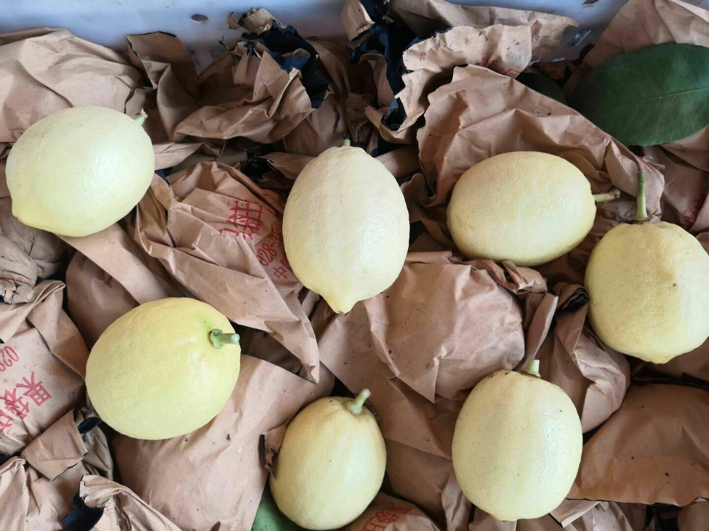 尤力克柠檬 黄色 有籽