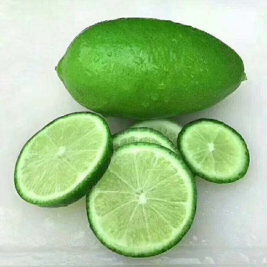 灵山县四季柠檬苗  香水柠檬苗 当年有果 四季有果
