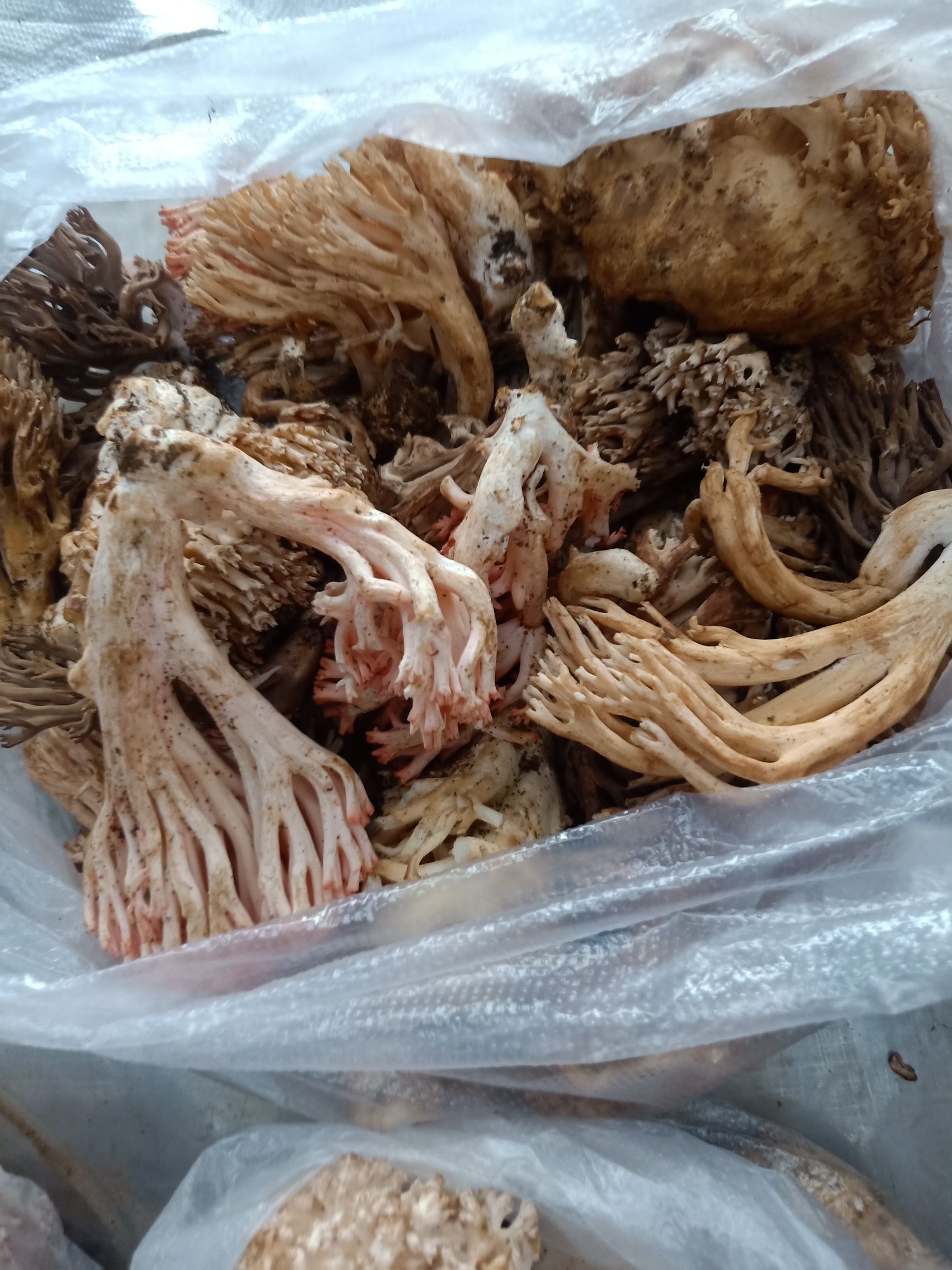 掃把菇  云南普洱掃把菌_鮮貨