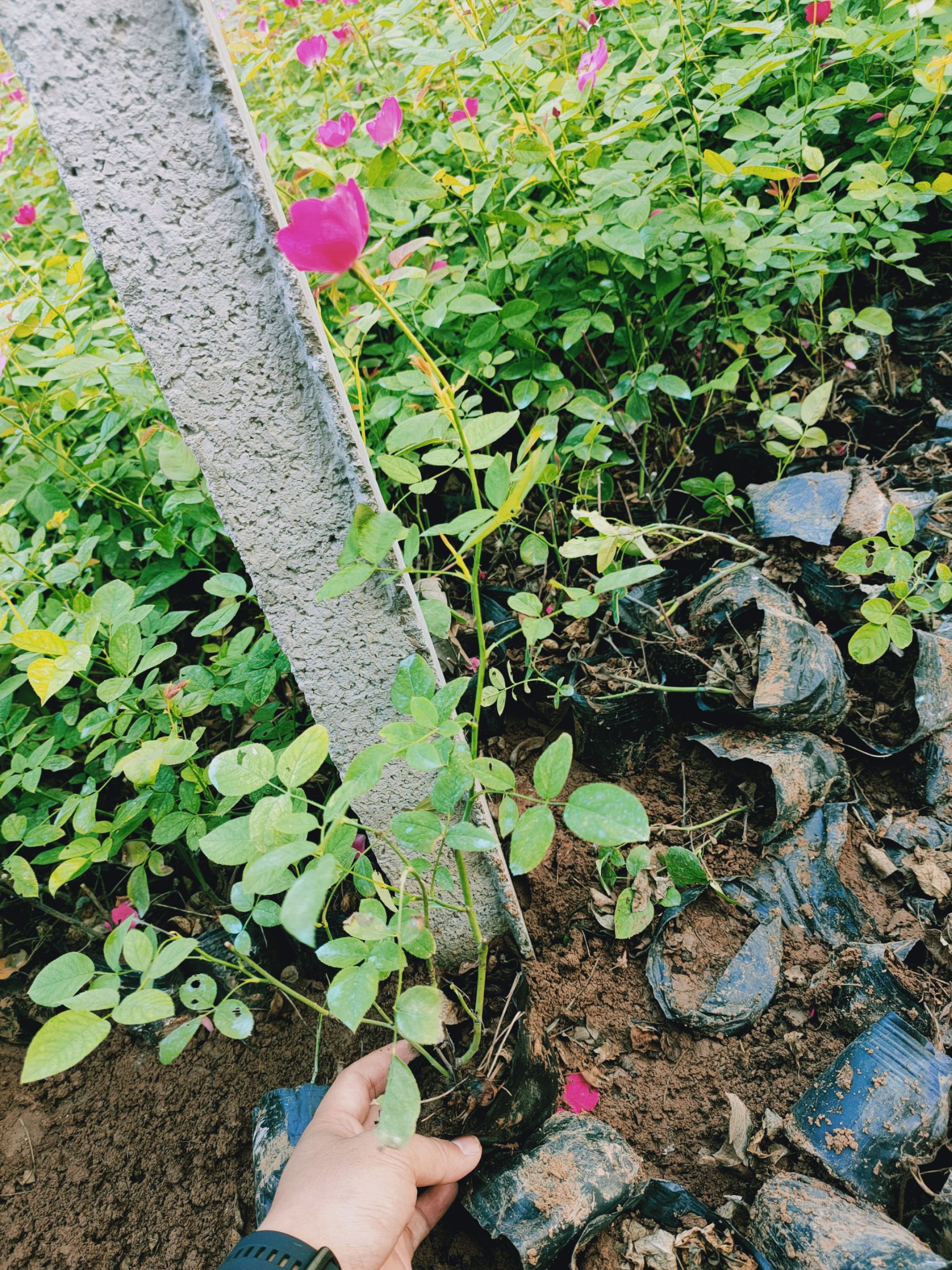 丰花月季  ，各种规格。