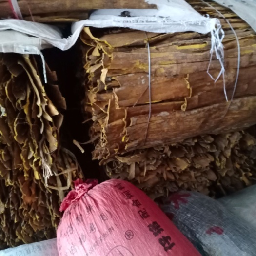 连山县关黄柏  连山黄柏